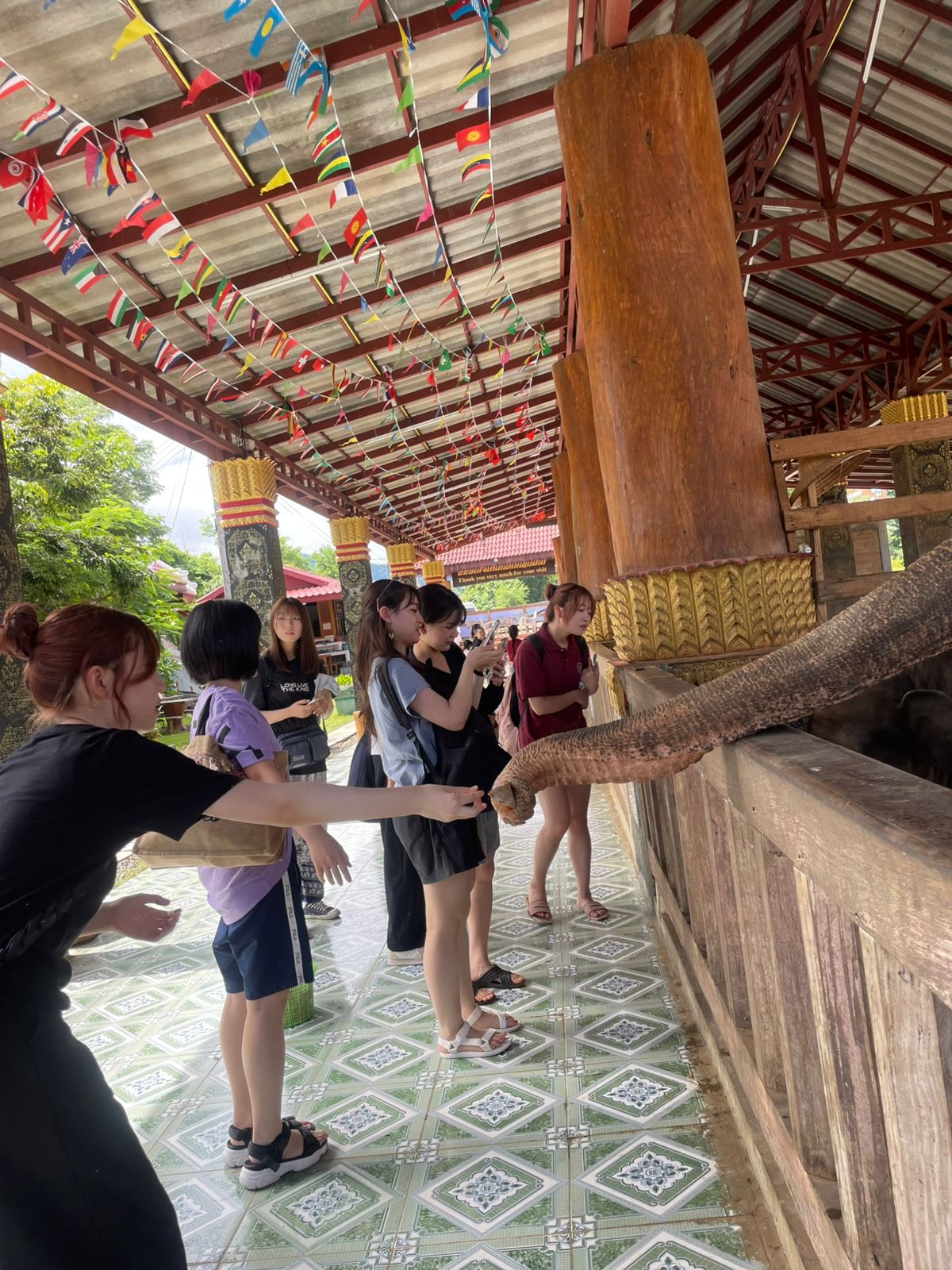 Elephant Feeding