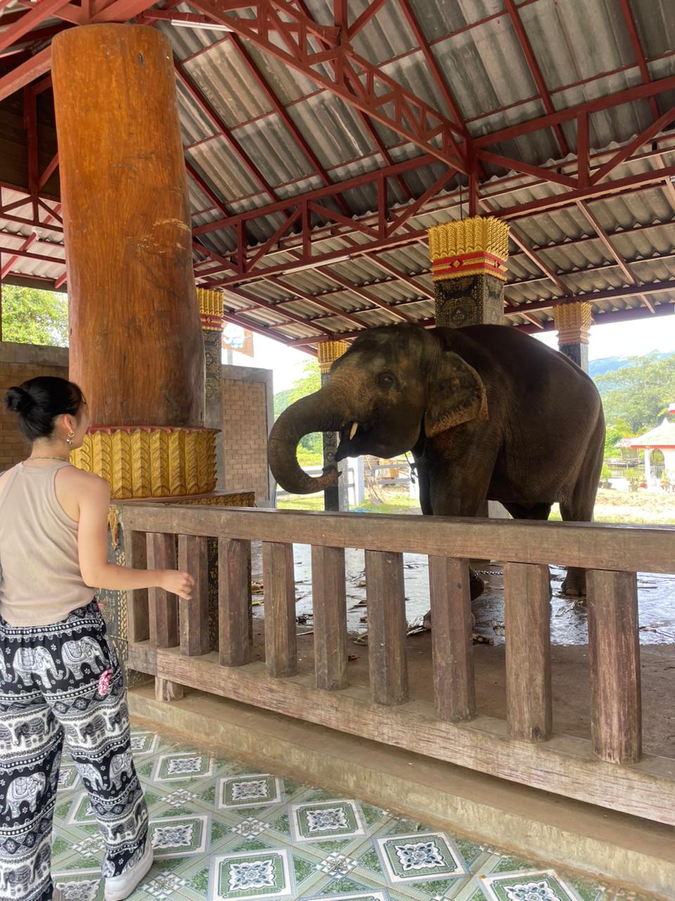 Elephant Feeding
