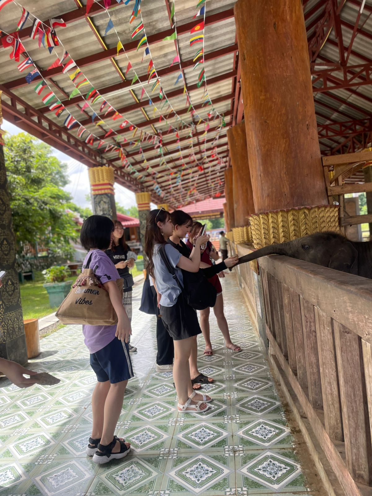 Elephant Feeding
