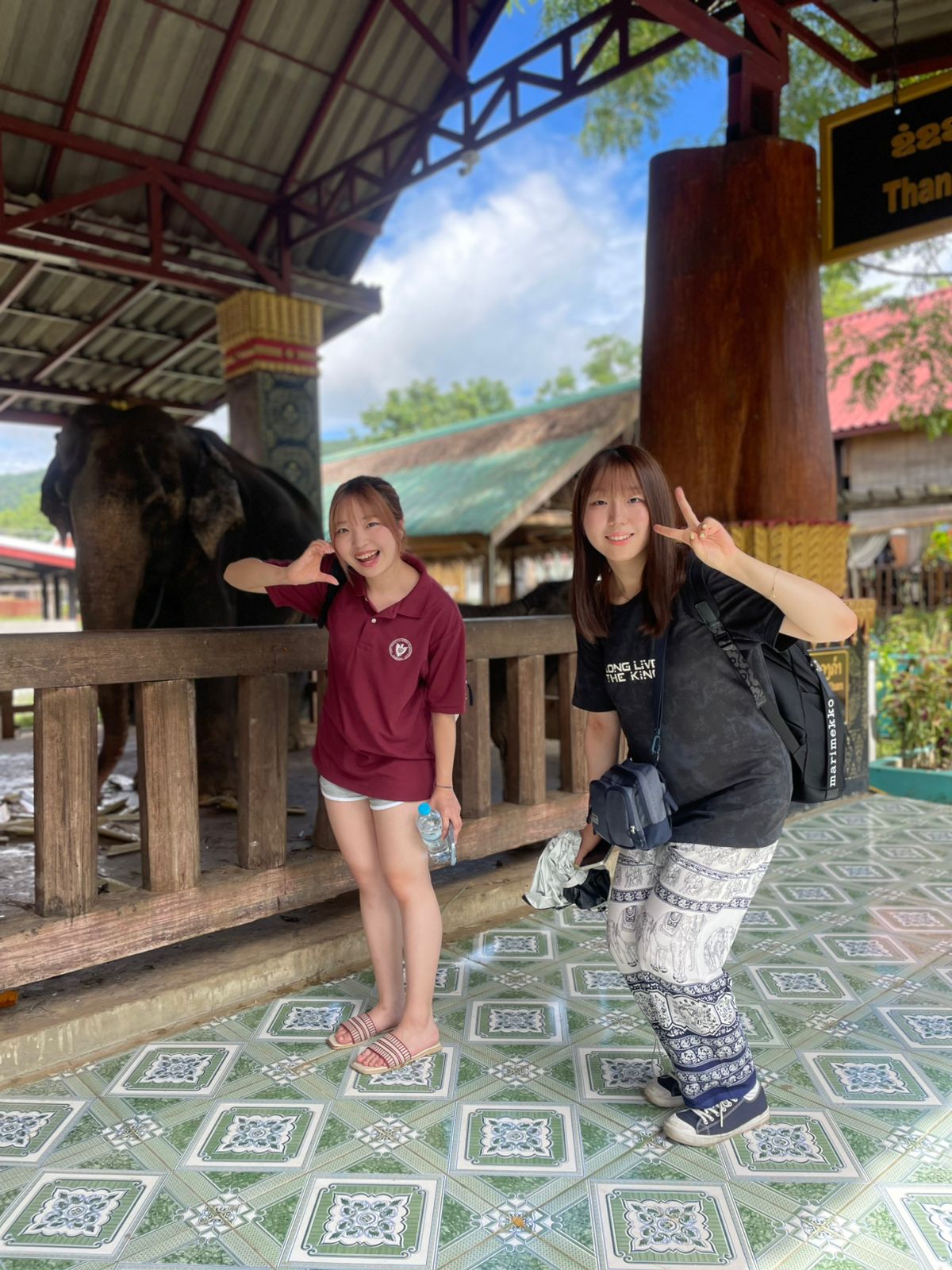 Elephant Feeding