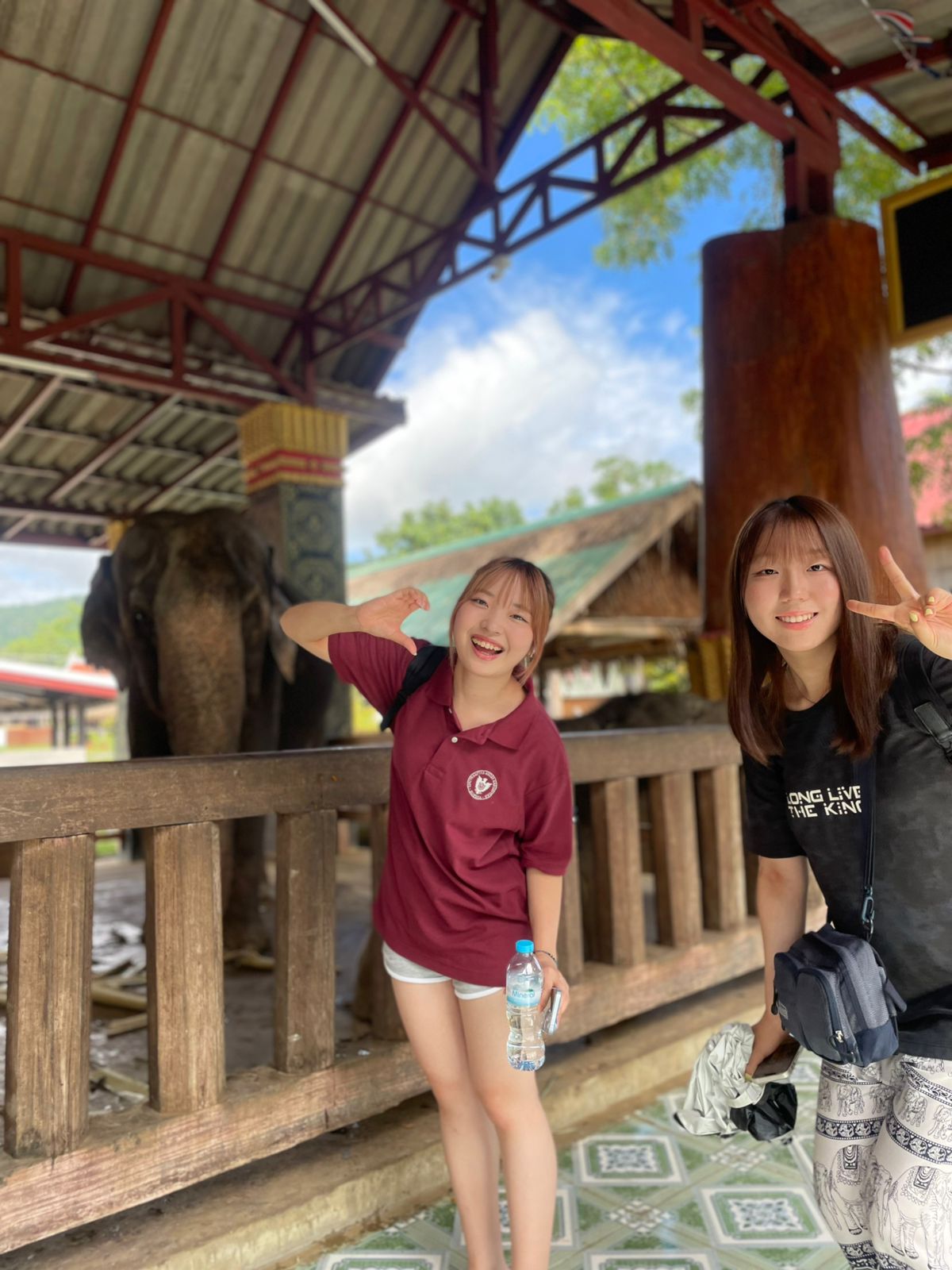 Elephant Feeding
