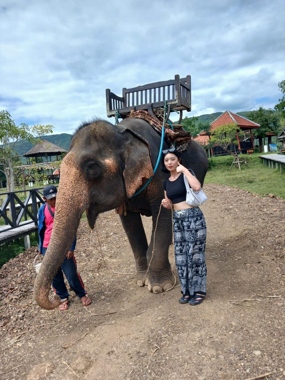 Walking with Elephants