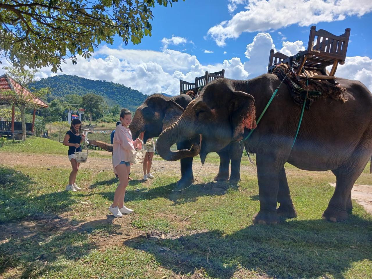 Walking with Elephants